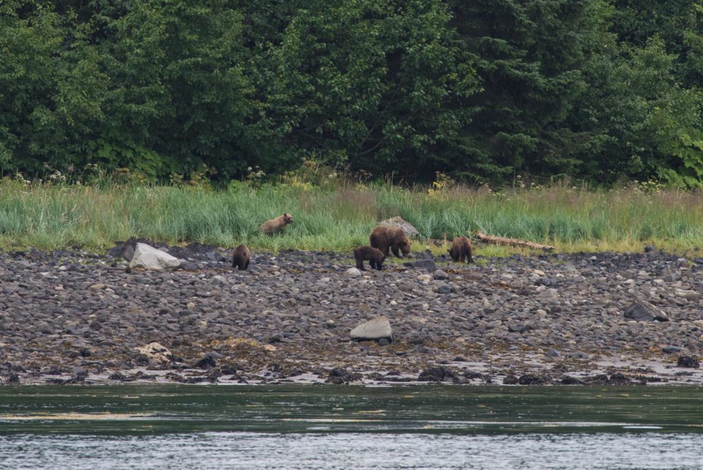 Hoonah Whale Tours, Jordan Savland, Hoonah, Alaska, Whale Tours, Humpback Whale