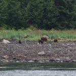 Hoonah Whale Tours, Jordan Savland, Hoonah, Alaska, Whale Tours, Humpback Whale