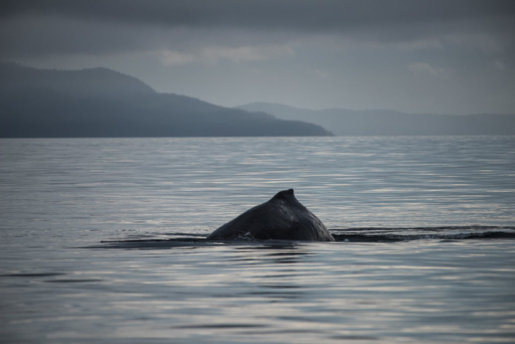 Hoonah Whale Tours, Jordan Savland, Hoonah, Alaska, Whale Tours, Humpback Whale