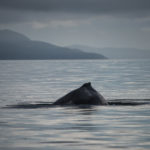 Hoonah Whale Tours, Jordan Savland, Hoonah, Alaska, Whale Tours, Humpback Whale