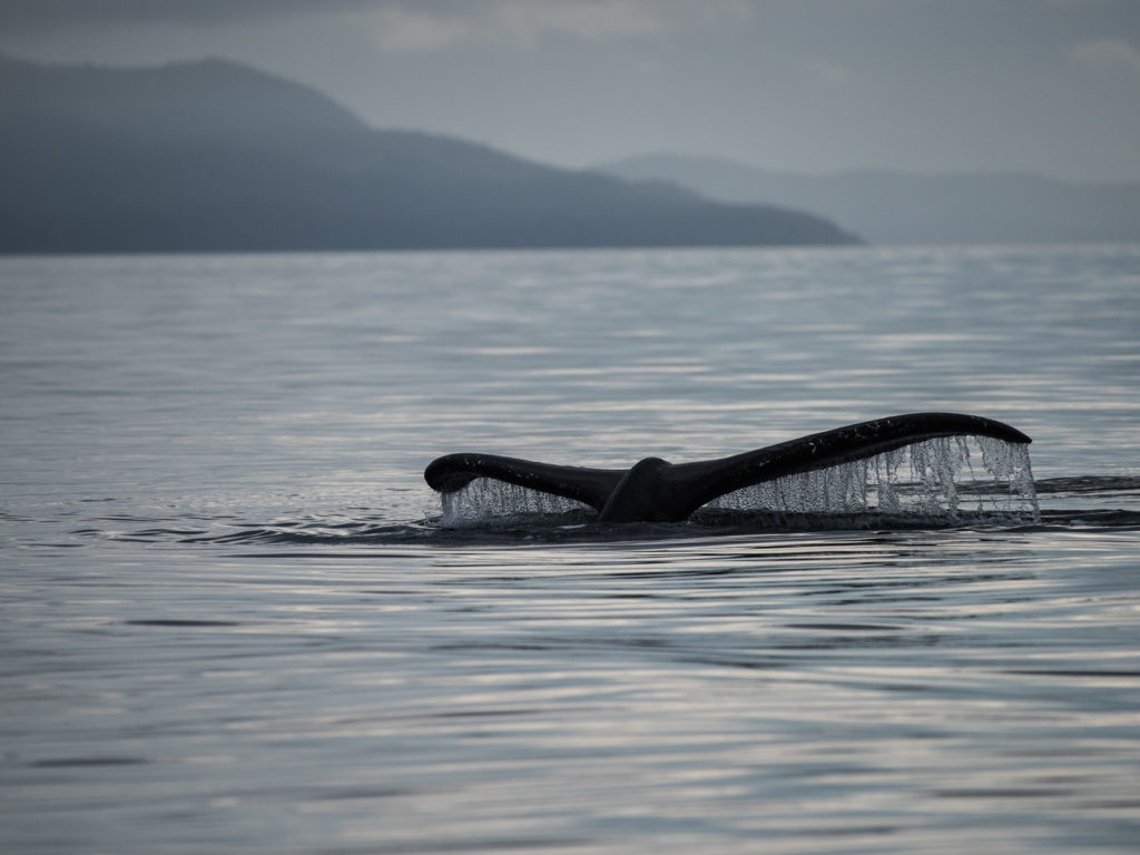 Hoonah Whale Tours, Jordan Savland, Hoonah, Alaska, Whale Tours, Humpback Whale