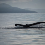 Hoonah Whale Tours, Jordan Savland, Hoonah, Alaska, Whale Tours, Humpback Whale