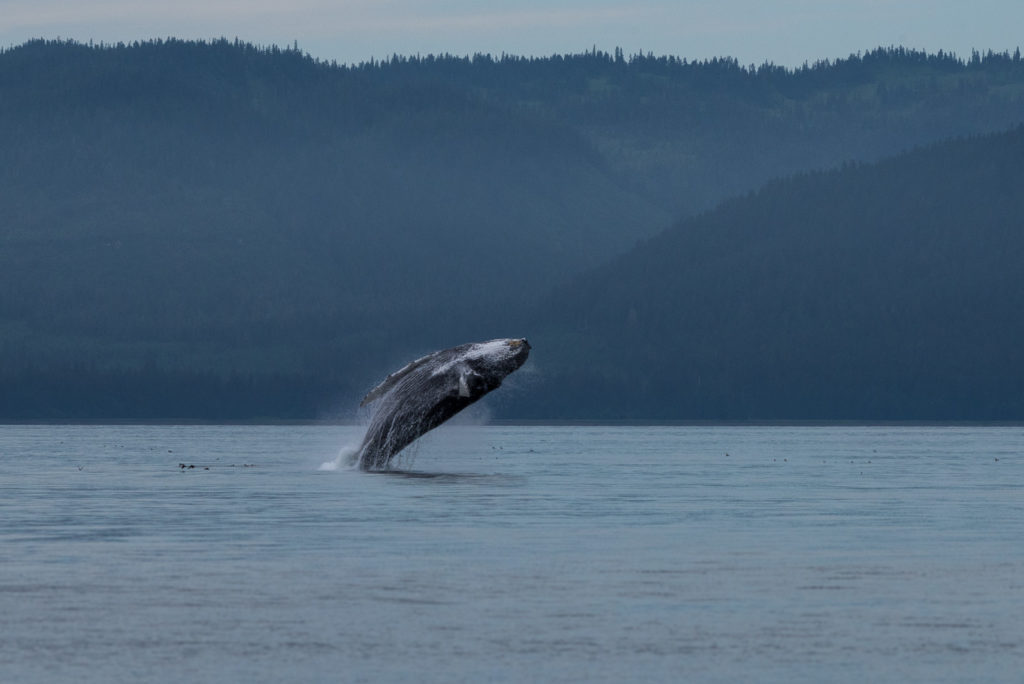 Hoonah Whale Tours, Jordan Savland, Hoonah, Alaska, Whale Tours, Humpback Whale