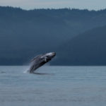 Hoonah Whale Tours, Jordan Savland, Hoonah, Alaska, Whale Tours, Humpback Whale