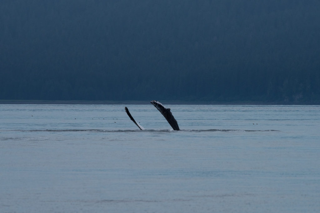 Hoonah Whale Tours, Jordan Savland, Hoonah, Alaska, Whale Tours, Humpback Whale