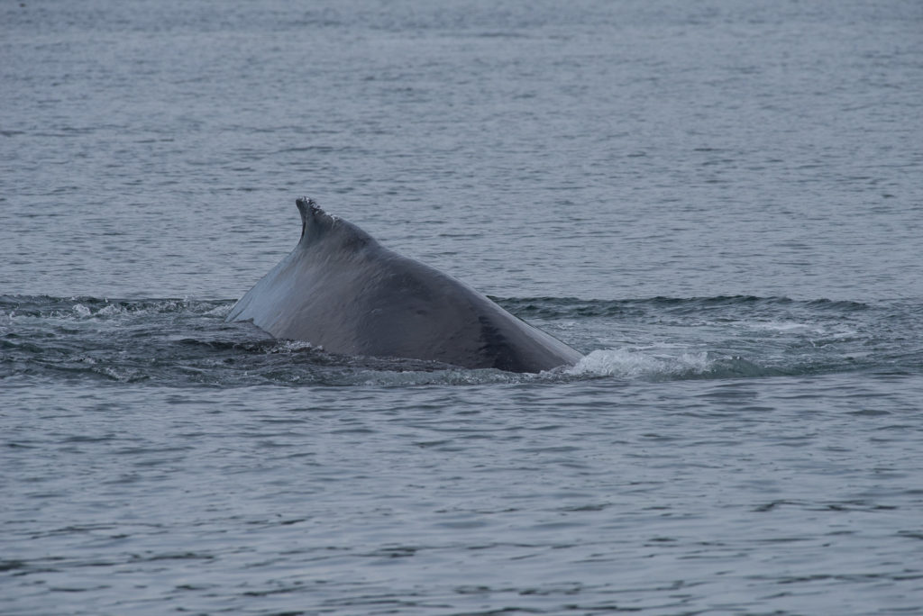 Hoonah Whale Tours, Jordan Savland, Hoonah, Alaska, Whale Tours, Humpback Whale