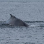 Hoonah Whale Tours, Jordan Savland, Hoonah, Alaska, Whale Tours, Humpback Whale