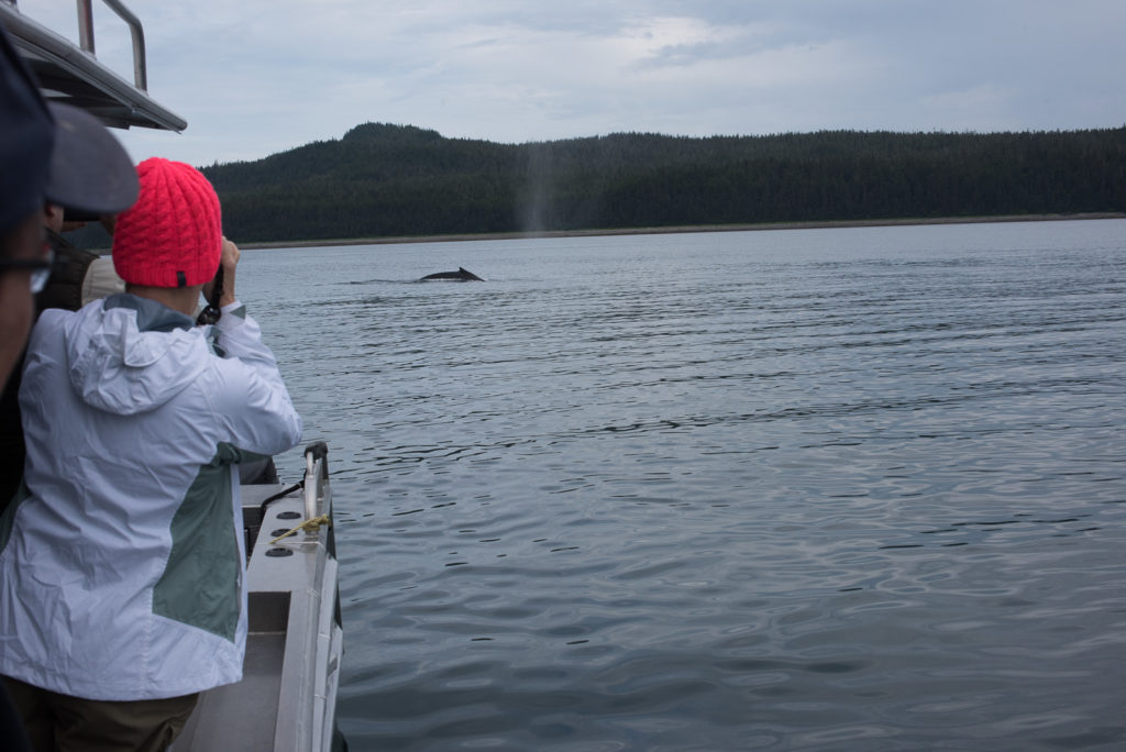 Hoonah Whale Tours, Jordan Savland, Hoonah, Alaska, Whale Tours, Humpback Whale