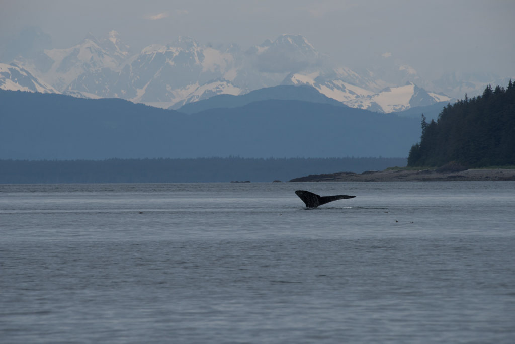 Hoonah Whale Tours, Jordan Savland, Hoonah, Alaska, Whale Tours, Humpback Whale