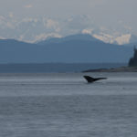 Hoonah Whale Tours, Jordan Savland, Hoonah, Alaska, Whale Tours, Humpback Whale