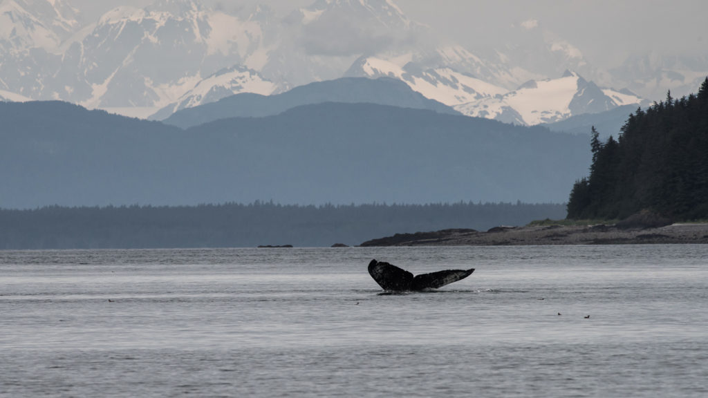 Hoonah Whale Tours, Jordan Savland, Hoonah, Alaska, Whale Tours, Humpback Whale