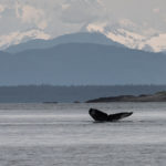 Hoonah Whale Tours, Jordan Savland, Hoonah, Alaska, Whale Tours, Humpback Whale