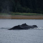 Hoonah Whale Tours, Jordan Savland, Hoonah, Alaska, Whale Tours, Humpback Whale