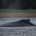 Hoonah Whale Tours, Jordan Savland, Hoonah, Alaska, Whale Tours, Humpback Whale