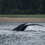 Hoonah Whale Tours, Jordan Savland, Hoonah, Alaska, Whale Tours, Humpback Whale