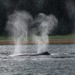 Hoonah Whale Tours, Jordan Savland, Hoonah, Alaska, Whale Tours, Humpback Whale