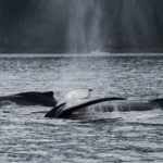 Hoonah Whale Tours, Jordan Savland, Hoonah, Alaska, Whale Tours, Humpback Whale