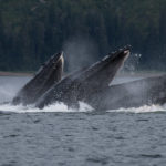 Hoonah Whale Tours, Jordan Savland, Hoonah, Alaska, Whale Tours, Humpback Whale