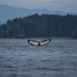 Hoonah Whale Tours, Jordan Savland, Hoonah, Alaska, Whale Tours, Humpback Whale