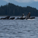 Hoonah Whale Tours, Jordan Savland, Hoonah, Alaska, Whale Tours, Humpback Whale