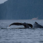 Hoonah Whale Tours, Jordan Savland, Hoonah, Alaska, Whale Tours, Humpback Whale