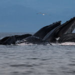 Hoonah Whale Tours, Jordan Savland, Hoonah, Alaska, Whale Tours, Humpback Whale