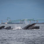 Hoonah Whale Tours, Jordan Savland, Hoonah, Alaska, Whale Tours, Humpback Whale