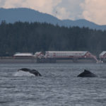 Hoonah Whale Tours, Jordan Savland, Hoonah, Alaska, Whale Tours, Humpback Whale